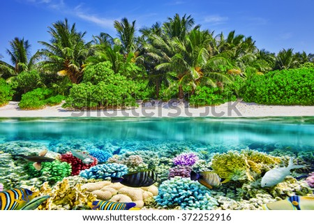 Tropical island and the underwater world in the Maldives. Thoddoo island.
