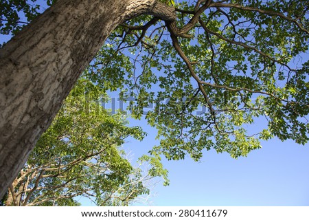Hardwood tree