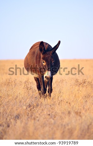 Funny donkey walking in the field