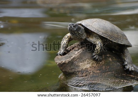 River turtle.