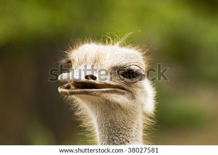 head of ostrich with the opened mouth