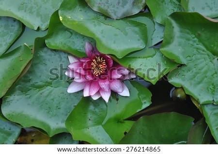 Water lily isolated