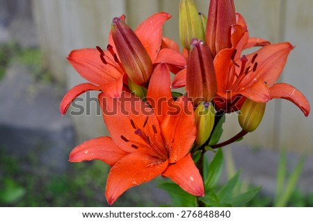 An orange lily isolated; close up