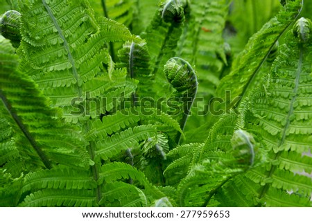 Leaves of fern isolated
