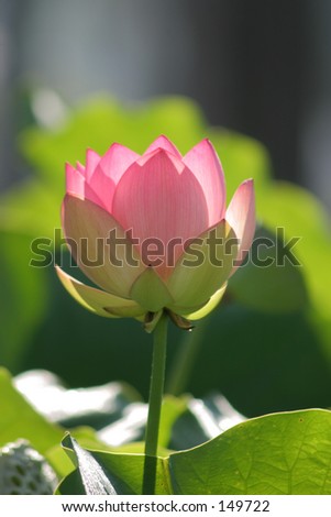 lotus bloom