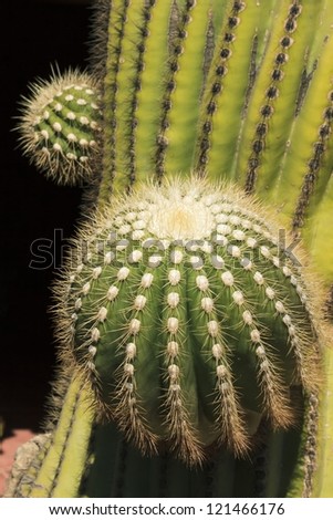 Details of a green desert cactus in the sonaran desert.
