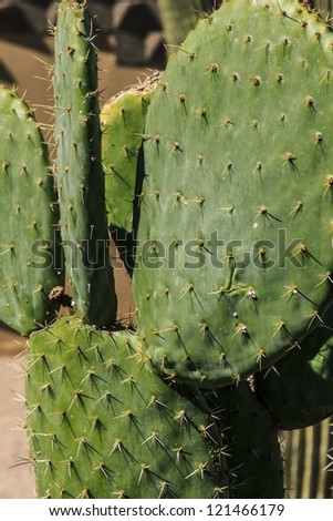 Leaves of a prickly pear cactus plant with thorns