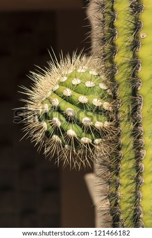 Details of a green desert cactus in the sonaran desert.