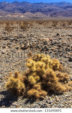 Details of a cactus in the hot dry unforgiving climate of Death Valley, California