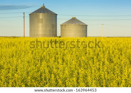 A pair of steel grain bins sit in a field of ripe yellow canola