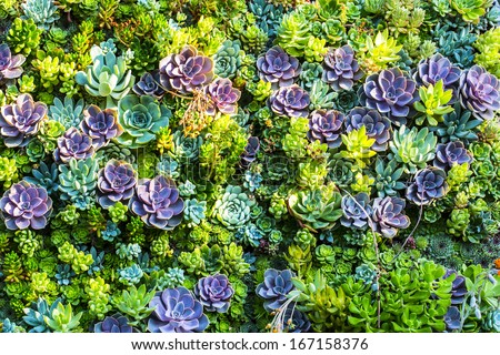 A group of colorful succulent plants