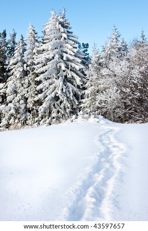 A path of footsteps in the fresh white snow.