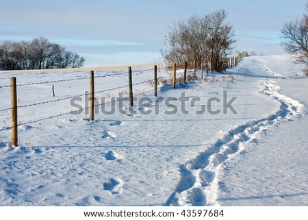A path of footsteps along a fence in the fresh white snow.