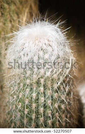 The white hairy surface of the Old Man Cactus helps the plant reflect the hot desert sun