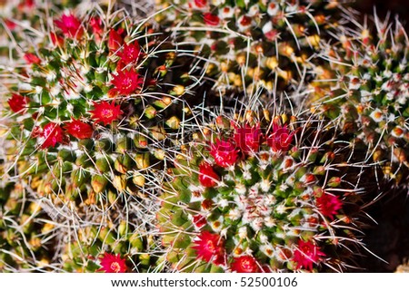 The desert has a beauty all its own when the flowers bloom on the desert cactus.