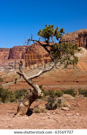 Tree alone on the desert landscape of Utah.