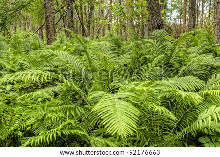 Fern plants cover the ground of the natural forest