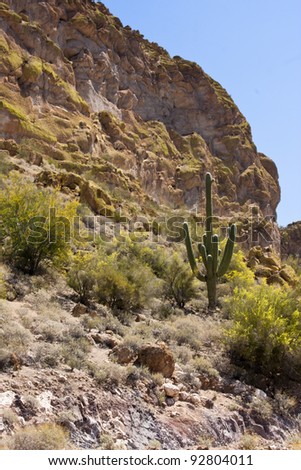 Arizona desert with plant life growing on the side of a mountain in spring