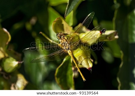 Dragonfly resting on a green plant in the hot sun