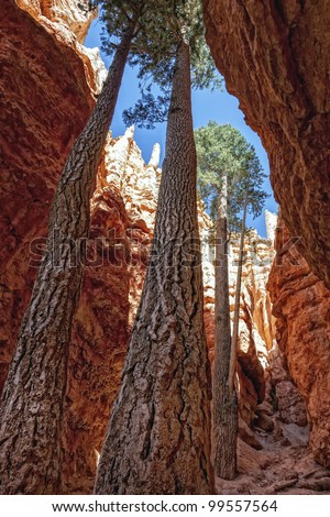 Tall trees on the Navajo Trail in Bryce Canyon, Utah
