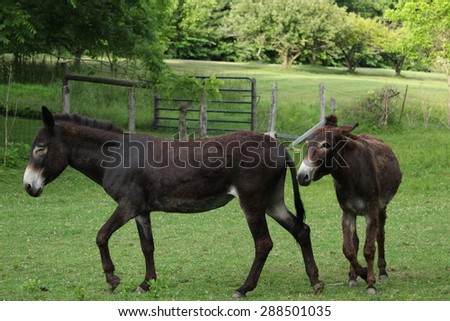 Two Donkeys Play