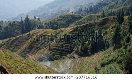 Rice fields in China