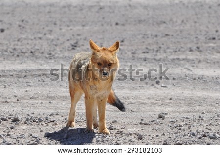 Fox in bolivian desert