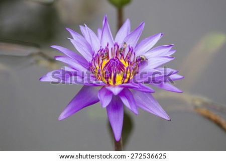 purple lotus on river in thailand