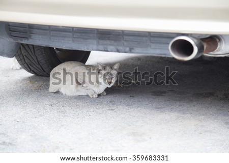 Cat under a car on the street.