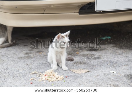 Kid stray cat sit under car near food on the street.