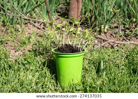 Spring is the time for planting of seedlings. These organic bio tomato plants are processed to individual plots by hand. The cultivation of tomato requires patience, attention and dedication.
