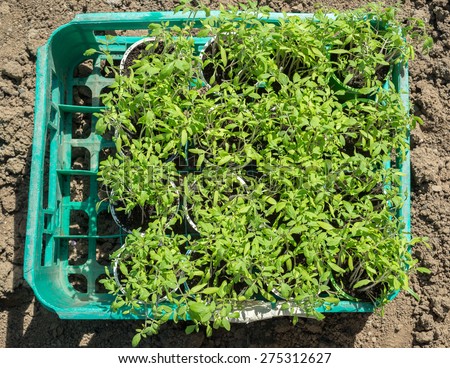 Spring is the time for planting of seedlings. These organic bio tomato plants are processed to individual plots by hand. The cultivation of tomato requires patience, attention and dedication.