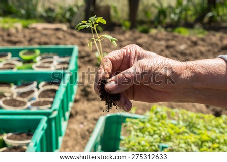 Human hand holding a tomato seedlings. These organic bio tomato plants are processed to individual plots by hand. The cultivation of tomato requires patience, attention and dedication.