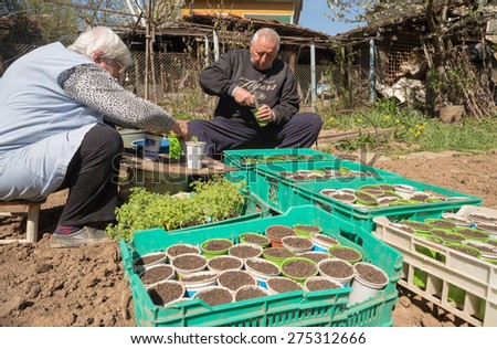 Gardeners in Botevgrad, Bulgaria, are planting tomato seedlings, April 15, 2015. The organic bio tomato plants are processed to individual plots by hand. The cultivation of tomato requires patience.