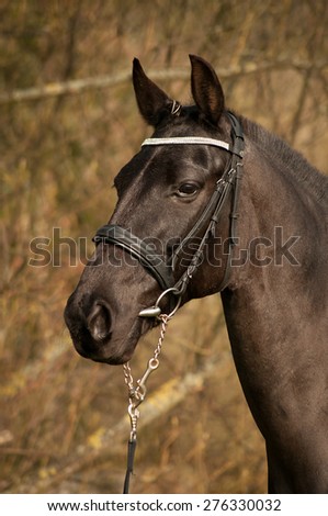 Horse\'s head on the brown background