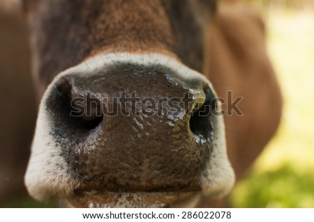 Cow\'s wet nose close up