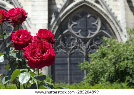 Red roses on a background window of Notre-Dame de Paris