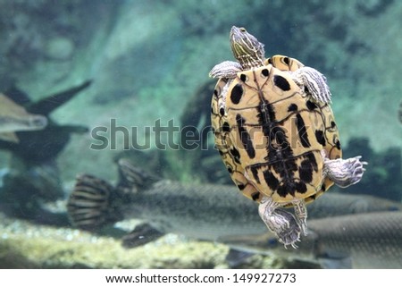 A wild life shot of a turtles in captivity