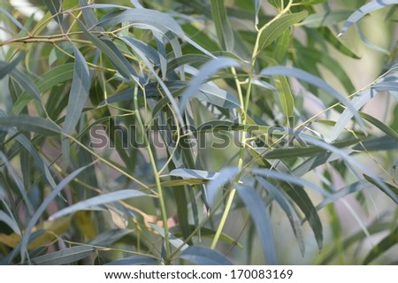 A close up shot of gum tree leaves