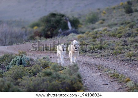 A shot of white lions in the Kuru national Park