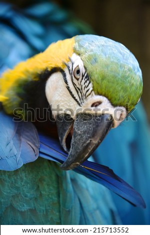 A close up shot of a Macaw Parrot