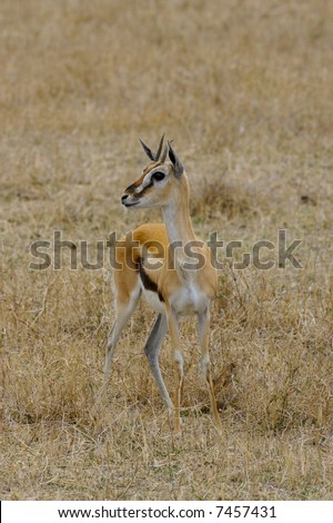 stock photo : Ngorongoro Crater Wildlife