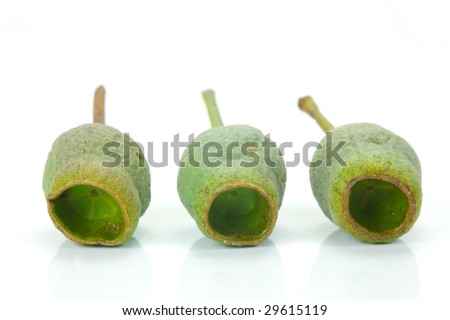 Eucalyptus gum nuts isolated against a white background