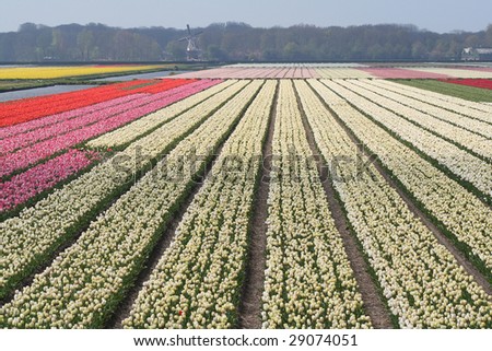 Mixed colored  tulip bulb fields in Holland