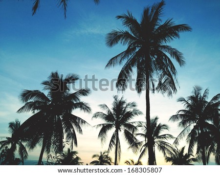 Palm Trees On The Background Of A Beautiful Sunset