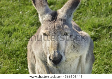 Closeup of adult Australian grey kangaroo staring straight back