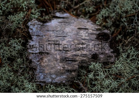 The sign on the forest texture. Birch bark in the moss. North moss and bark. Texture for the label. Ecological theme. Hunting. Hike. Fishing. Camping goods store. Restaurant hunting cuisine.