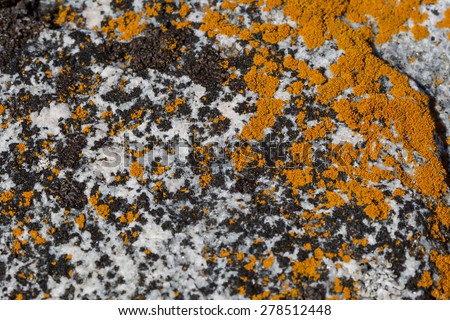 Northern stone texture and background. Granite. Quartz. Quartzite. Mica. Marble. Shungite. Basalt. Orange moss and lichen.