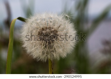 Dandelion, blowball, taraxacum. Head of a dandelion. Flower Pooh. Dandelion seeds.