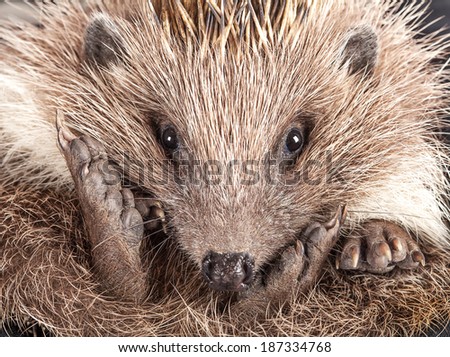 Cute wild hedgehog portrait